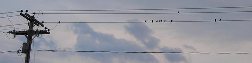 sunset sky birds wire wires telephonepole a470