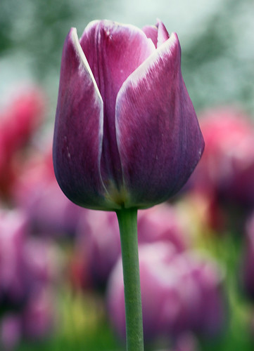 flower holland tulip