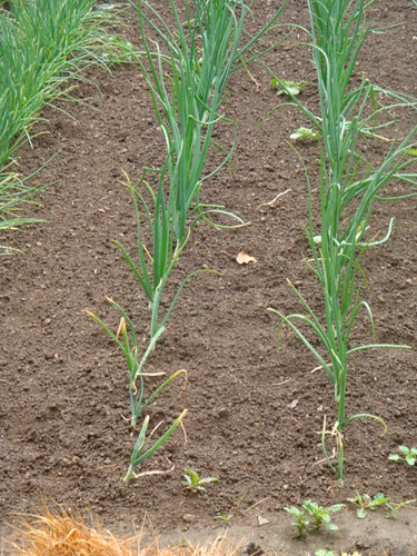 onion growing фото