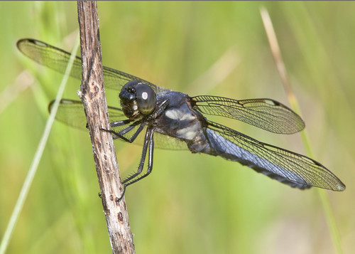 insect dragonfly nj bearswamp tnc kh0831