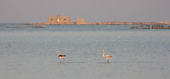 Flamingo, Juveniles - Aska, Bahrain