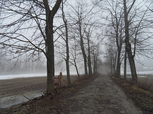 trees mist snow misty fog alberi landscape countryside path campagna neve nebbia sentiero moods bruma campi