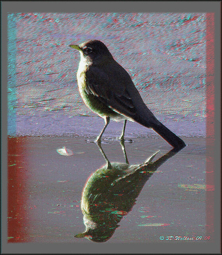 reflection bird nature robin rain outside outdoors effects stereoscopic stereophoto 3d md wildlife brian maryland anaglyph animation wallace animated gif ripples pasadena winged depth feathered stereoscopy stereographic brianwallace sqirlz