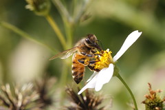 Macro Bees