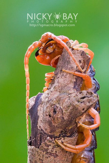 Nocturnal Claws, Centipede (Chilopoda) - DSC_8228