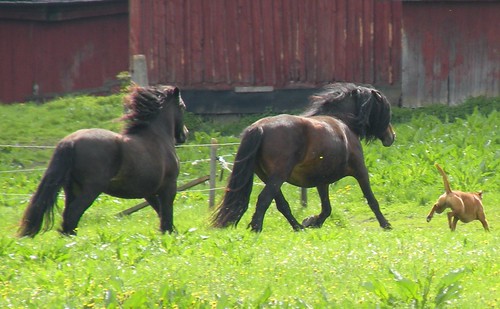horse dog boxer fonzy häst nordsvensk