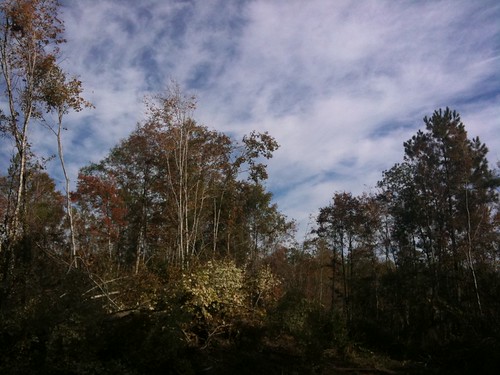 november trees nature mississippi landscape mess cut cutting meridian