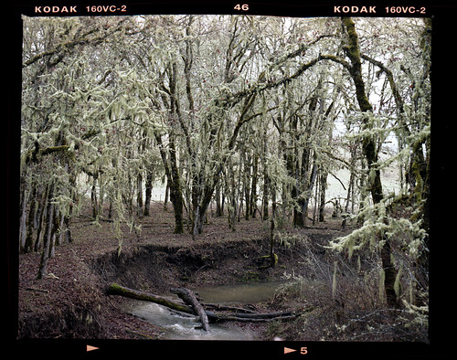 trees mamiya film oregon mediumformat landscape moss stream roseburg portra rz67 400vc