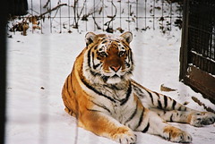 Adult Siberian Tiger