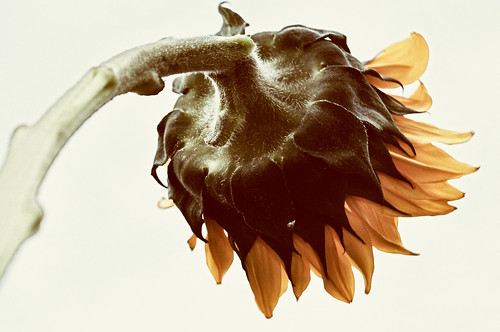 Day 191 - Old Sunflower