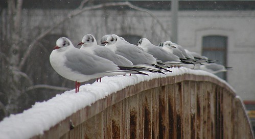 bridge winter snow belgium belgique seagull hiver pont neige mouette mmx olibac olympussp560uz mmx065