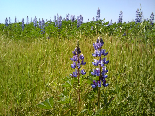 Lupin Patch