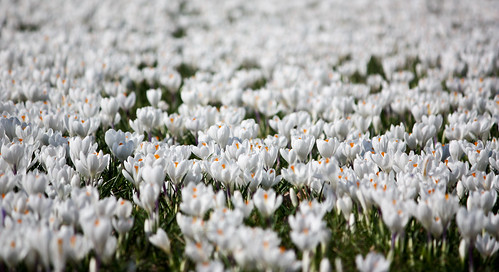 flowers white netherlands spring dof nederland crocus zwolle crocuses krokussen