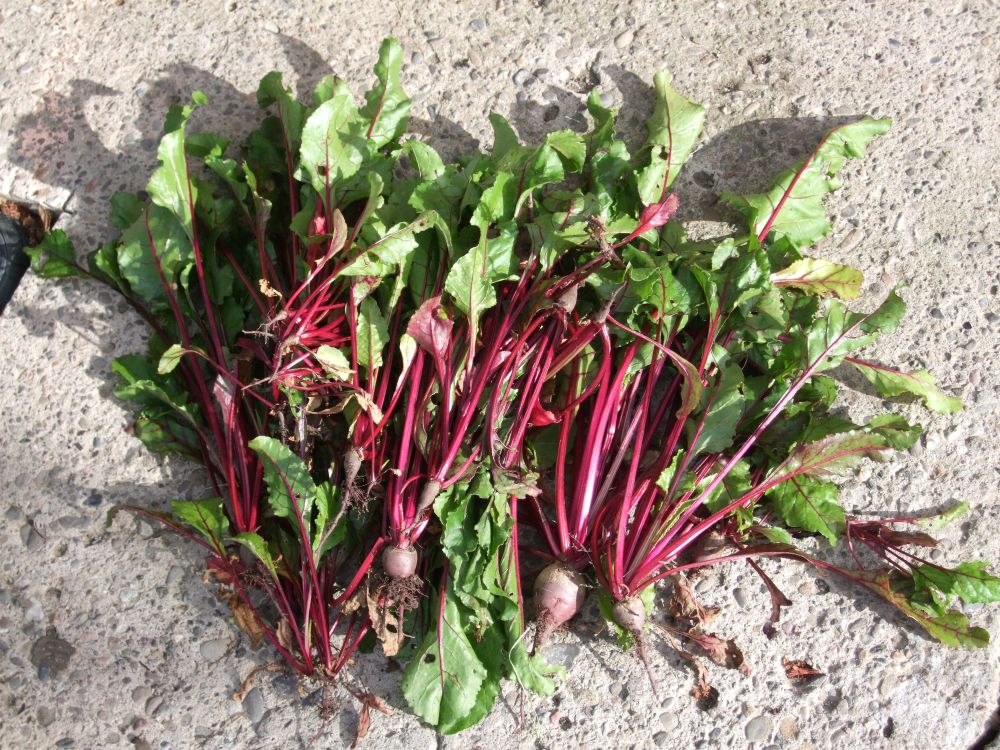 Bunch of beets (and leaves)