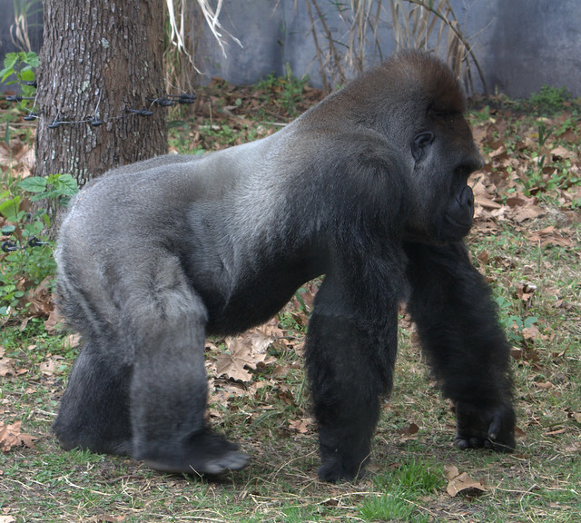 Binary option gorilla