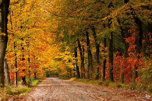 autumn tree forest sand woods path redleaves potofgold goldenleaves colorphotoaward bracom mygearandmepremium bramvanbroekhoven
