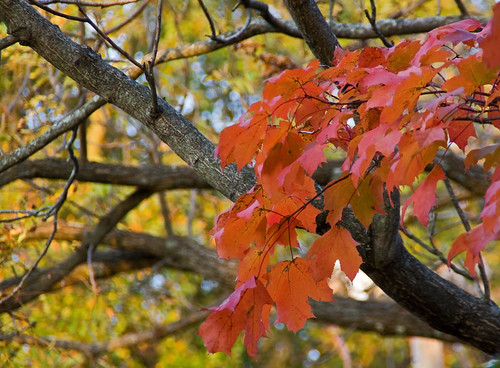 autumn red orange color fall leaves nc maple northcarolina lincolnton lincolncounty davidhopkinsphotography photocontestfall10 ncpedia