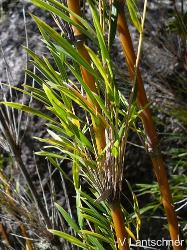 Caña coligüe - Chusquea culeou (Poaceae)