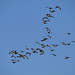 a gaggle of Canada geese
