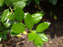 Largest leaves with 3-5 spines
Most sparse fruiting
Edges of leaves are curved in