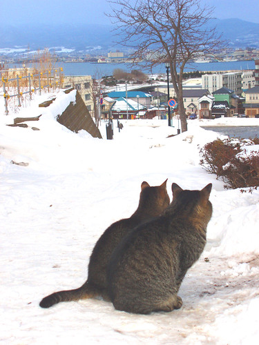 japan cat hokkaido