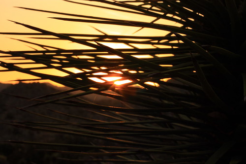 california sunrise 50mm desert sunburst yucca joshuatreenationalpark