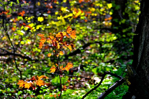 park flowers trees sunset macro forest sunrise spring seasons path blossoms logs firehydrant land hdr decaying glade cycles tract ovaries undergrowth ldr herbaceous ephemerals ortoneffect markinglen kalamazoocountypark powerofroots