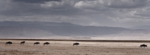 africa sky landscape tanzania plain herd buffallo ngoro img5420