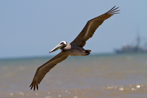 bird nature birds texas may pelican 2010 brownpelicans highisland smithbirdsantuary
