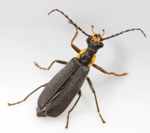 insect beetle northcarolina fieldtrip piedmont coleoptera soldierbeetle cantharidae canonefs60mmf28macrousm podabrus podabrusrugosulus bioblitz20100515