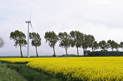 mai 2010 windkraftanlage rapsfeld dithmarschen brunsbüttel