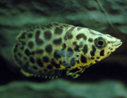 Leopard Bush fish; young; size: 2.5"
