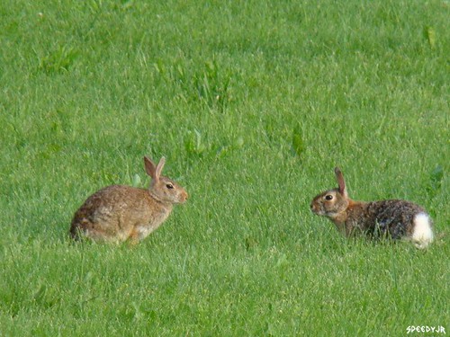 rabbit bunny bunnies nature wildlife indiana westvilleindiana speedyjr
