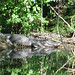 Alligator Canal   DSCN1724