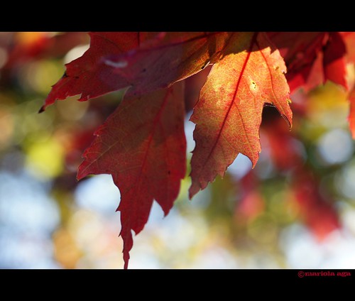 autumn red sunlight tree fall nature leaves bokeh glencoe chicagobotanicgarden thegalaxy flickraward thebestshot flickraward5 flickraward10 “flickrawardgallery”