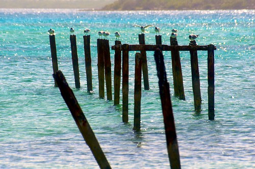 blue seagulls water birds bay cuba cocobeach backlighting camagüey 7003000mmf4056 playadeloscocos