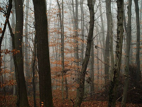 wood trees fog forest geotagged austria woods nebel au wald newyearsday baeume oesterreich forestforthetrees hueylewisthenews neulengbach goldcollection neujahrstag kirschnerwaldgasse