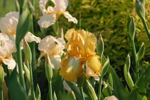 iris flower nature yellow landscape group peach bloom beardediris clump persimmonpie septemberreplay