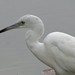 Young little blue heron