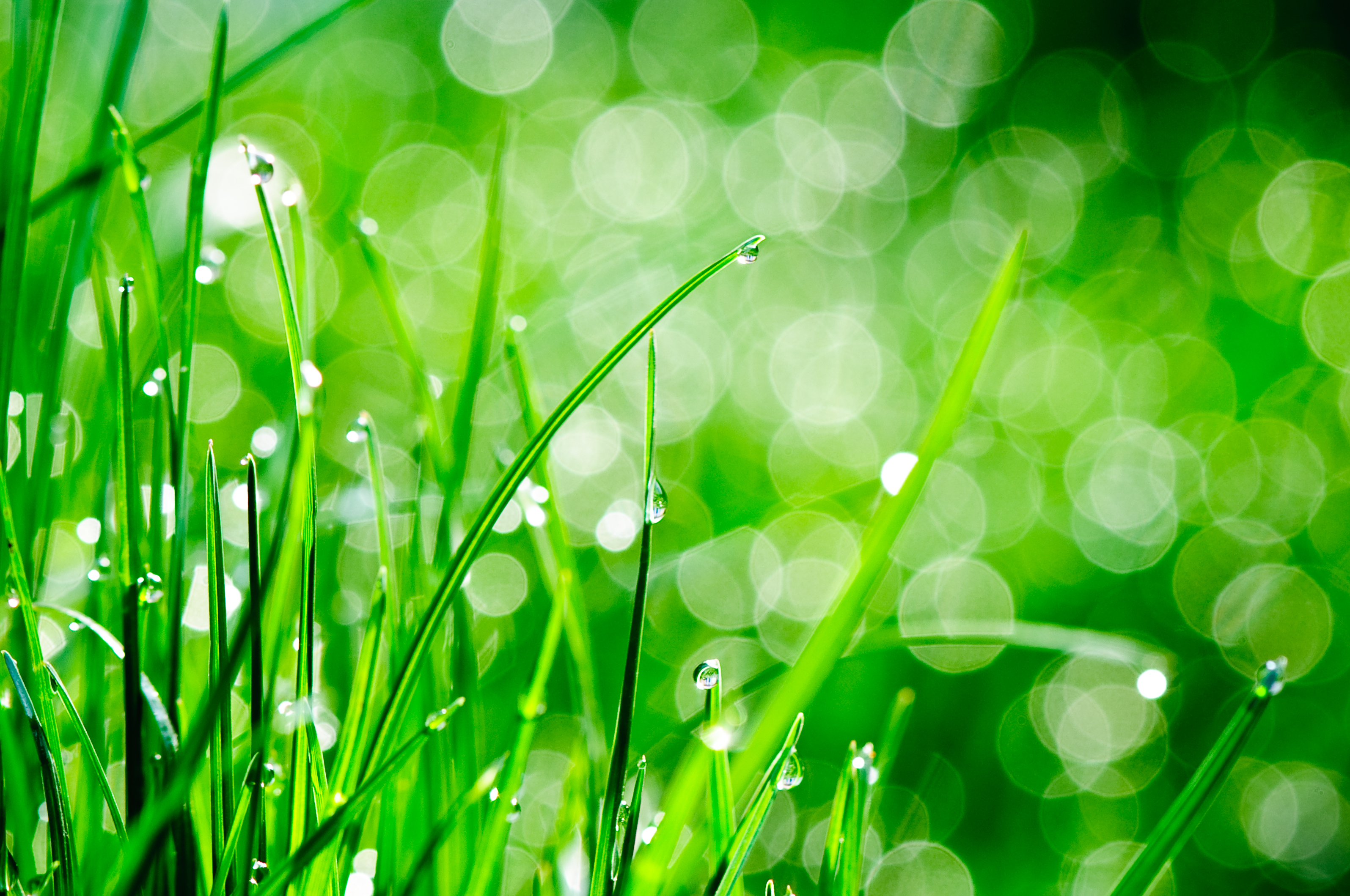 Трава зеленого цвета песня