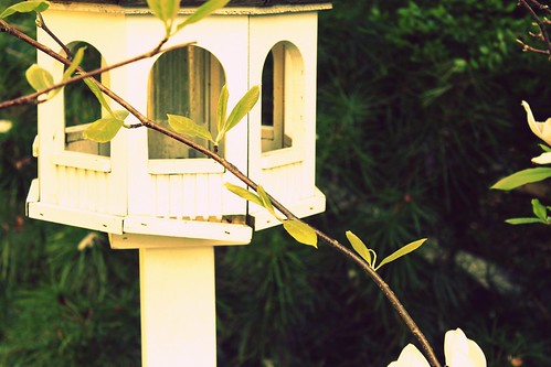 white house bird mac flora reddin edgedonkey