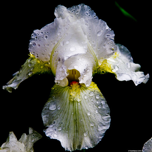flowers iris flower 2010 bloomingtonil