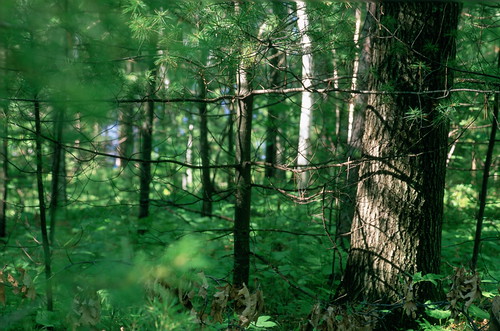 light green broken wisconsin forest woods north evergreen pines serene tomahawkwi