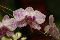 Orchid House, Royal Botanical Gardens
