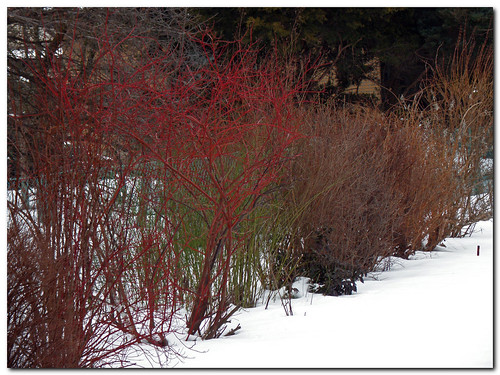 vienna winter red white snow green colors austria europe bushes