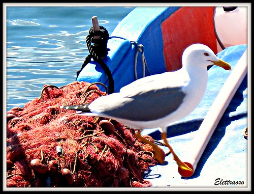 red sea italy white net boat jump europa europe barca italia mare gull sicily salto palermo rosso bianco sicilia gabbiano celeste rete mondello supershot bej blupicnik
