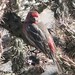 house finch with brilliant plumage