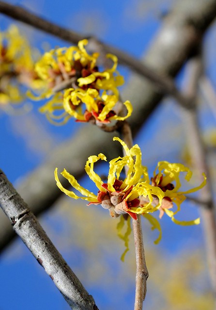 Witch Hazel In Bloom, Another Sign Of Spring