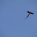 The resplendant quetzal in flight.  (Copyright (c) 2010 by Mark Justice Hinton.)