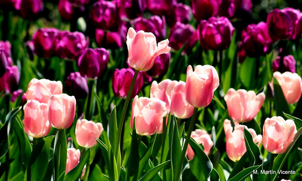 tulipanes Holanda